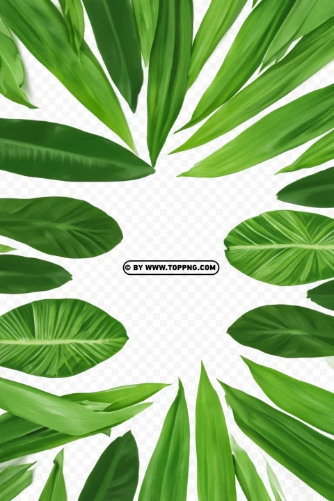 High Quality Tropical Forest Leaves Frame Green Foliage Border Clear PNG Graphics