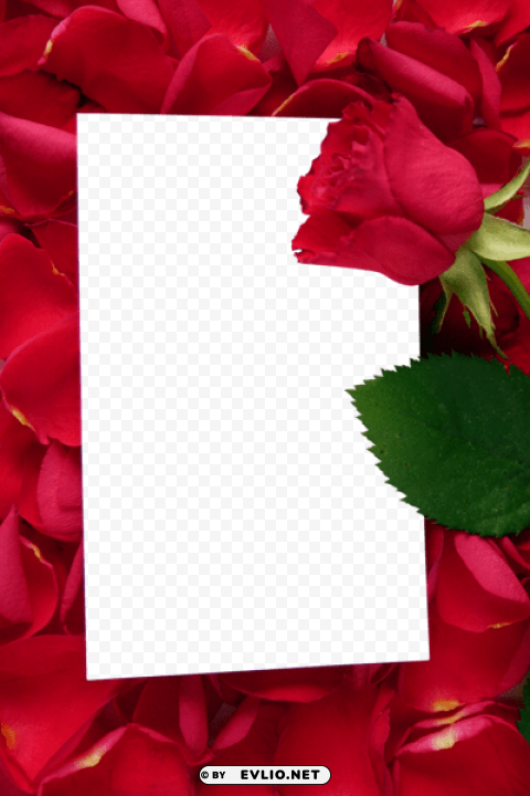 large vertical frame with red roses Transparent PNG Isolated Subject