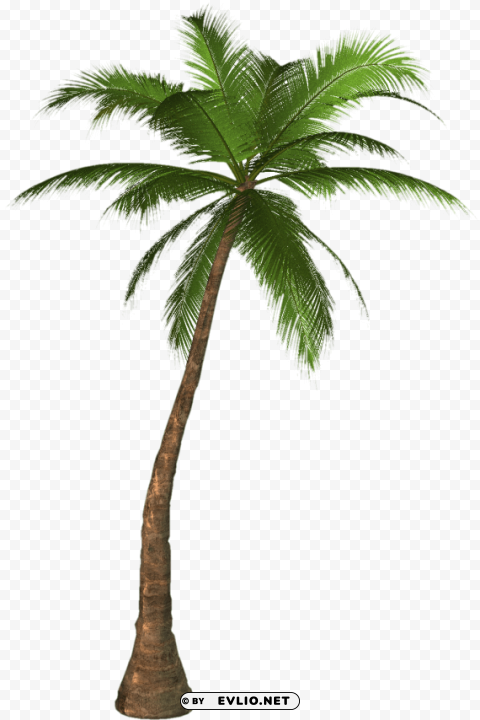 palm tree Transparent PNG pictures archive