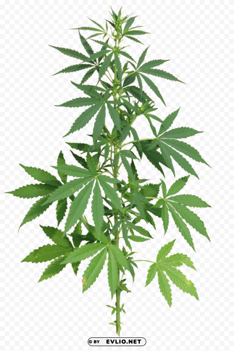 cannabis PNG with Isolated Object and Transparency