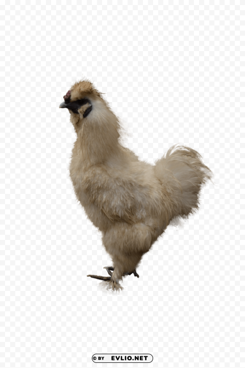 chicken PNG Graphic with Clear Isolation