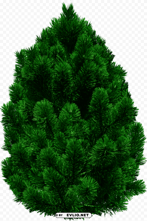 fir tree Clean Background Isolated PNG Art