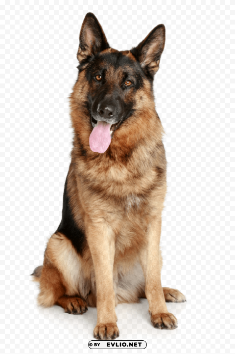 german sheepdog from the front hd PNG images with transparent layer