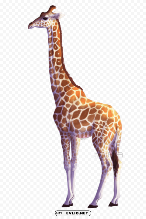 Giraffe Free Download PNG Images With Alpha Channel