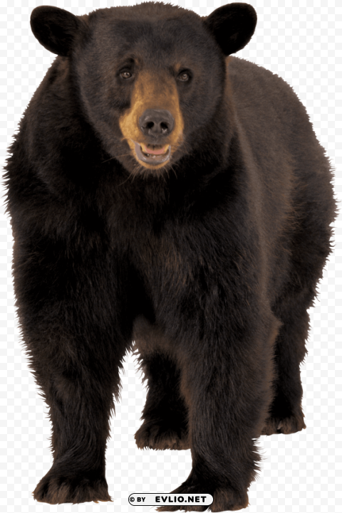 large brown bear Isolated Graphic on Clear Background PNG