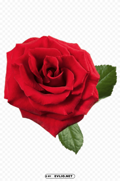 large red rose Isolated Element on Transparent PNG