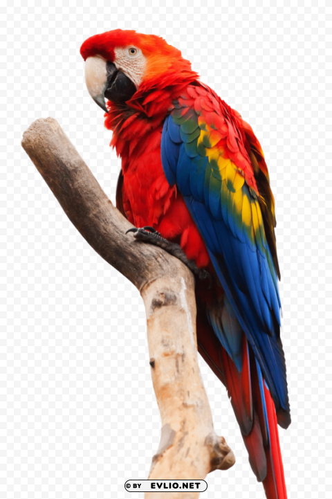 parrot sitting on a stick Isolated Design Element in Transparent PNG