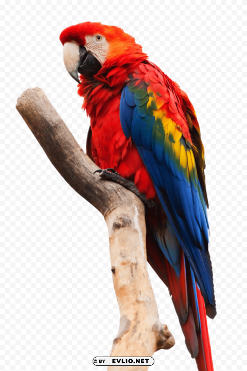 parrot sitting on a stick Isolated Design Element in Transparent PNG png images background - Image ID b1583f63