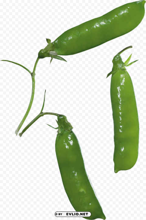 pea Transparent Background PNG Isolated Item