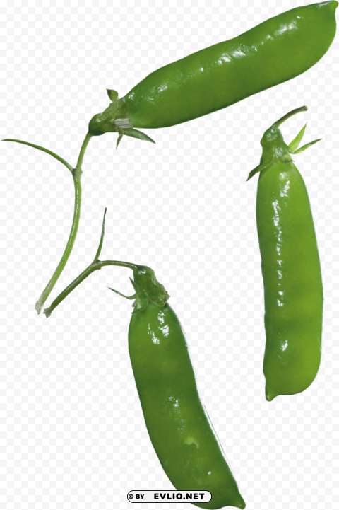 Pea Transparent Background PNG Isolated Item