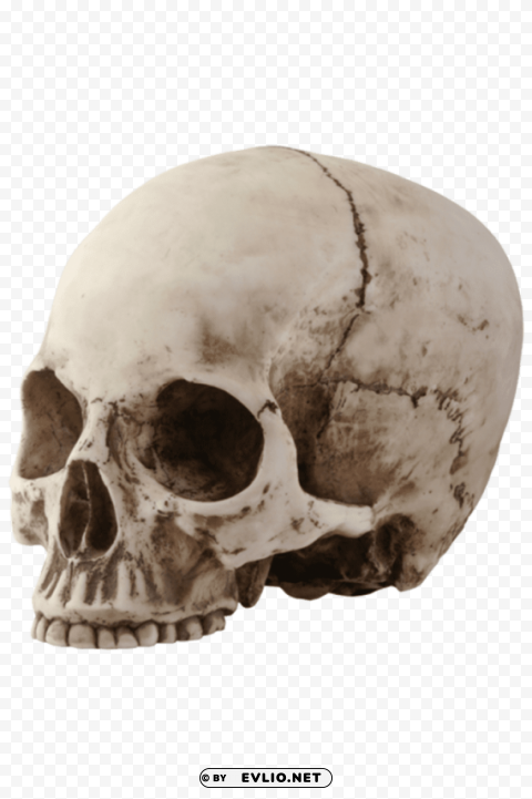 Transparent background PNG image of skull Transparent PNG Isolated Graphic Element - Image ID e355c40a