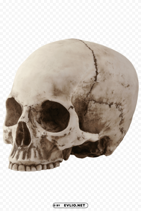 skull sideview Isolated Object with Transparent Background in PNG