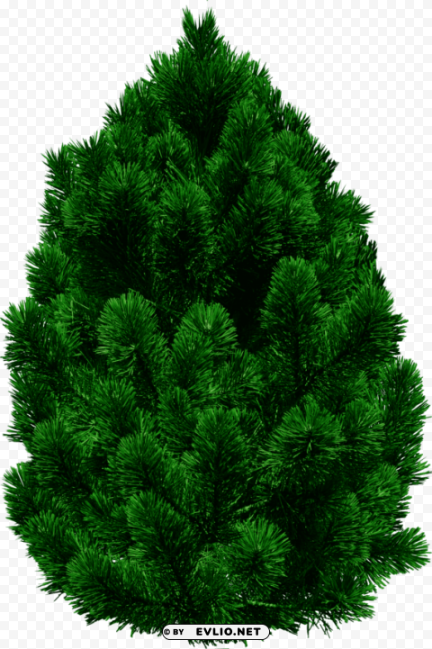 tree Free transparent background PNG