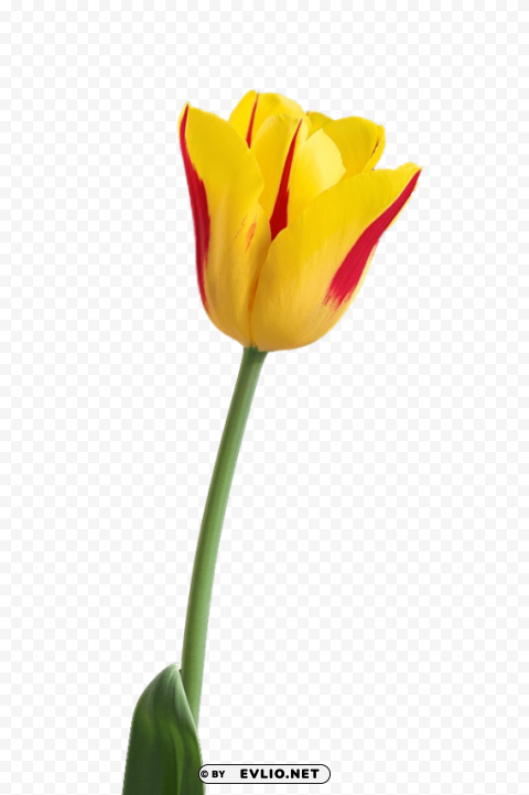 tulip High-quality transparent PNG images