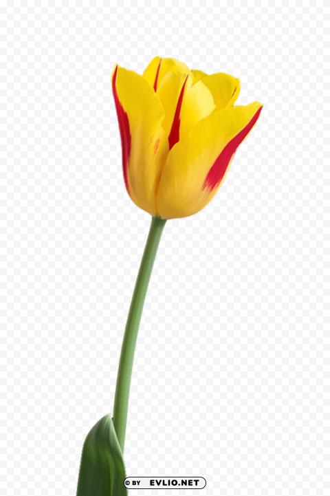 PNG image of tulip High-quality transparent PNG images with a clear background - Image ID 4580c792