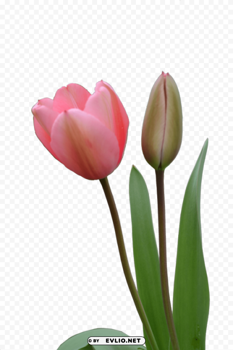 tulip Isolated Artwork on Transparent PNG