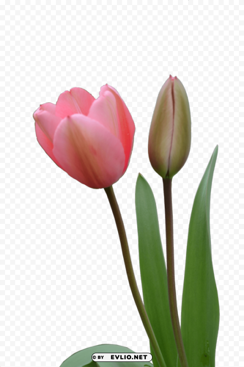 Tulip Isolated Artwork On Transparent PNG