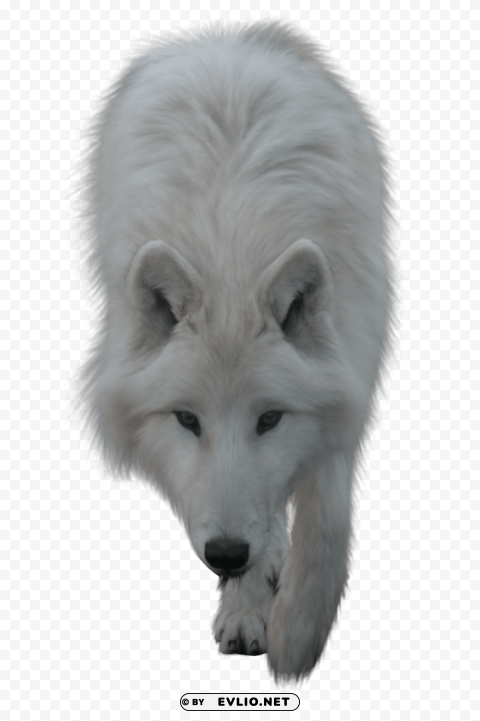 wolf white PNG transparent elements package