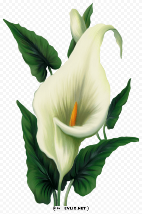 calla lily High-resolution transparent PNG files
