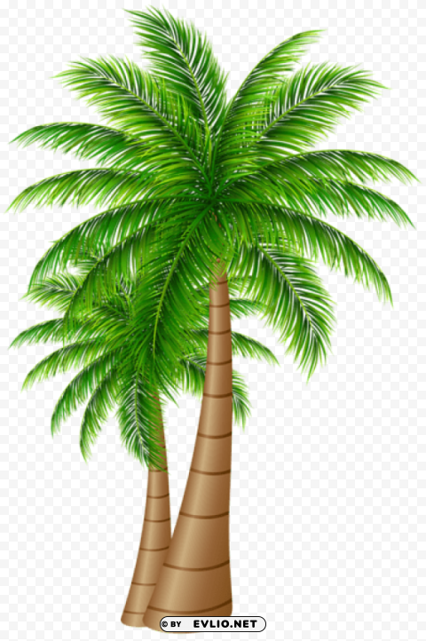 PNG image of palm trees large Transparent background PNG stock with a clear background - Image ID c37c131c