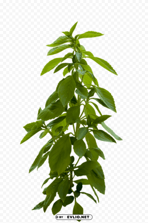 Plant PNG Object Isolated With Transparency