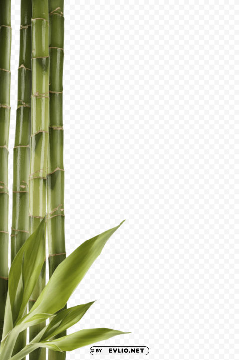 bamboo download PNG free transparent