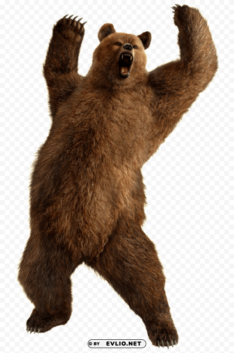 bear Isolated Graphic on Transparent PNG png images background - Image ID 6b02955f