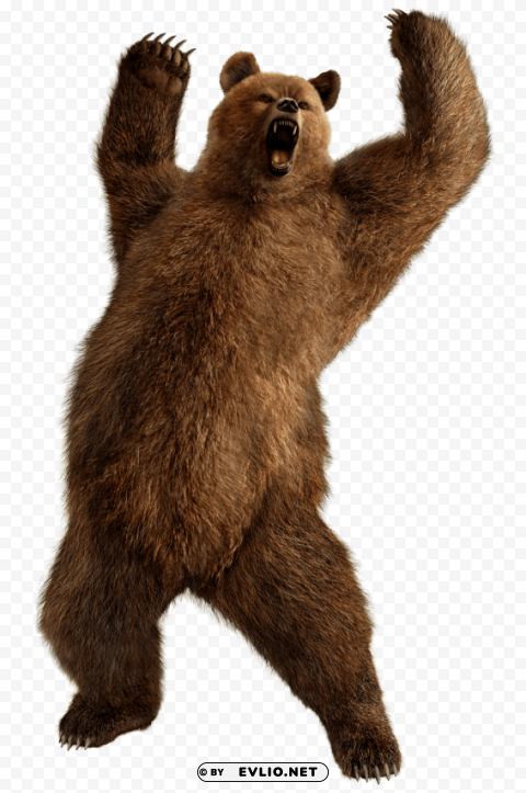 fighting bear Isolated Object in Transparent PNG Format