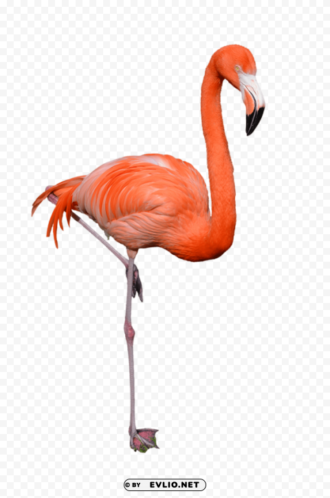 Flamingo No-background PNGs
