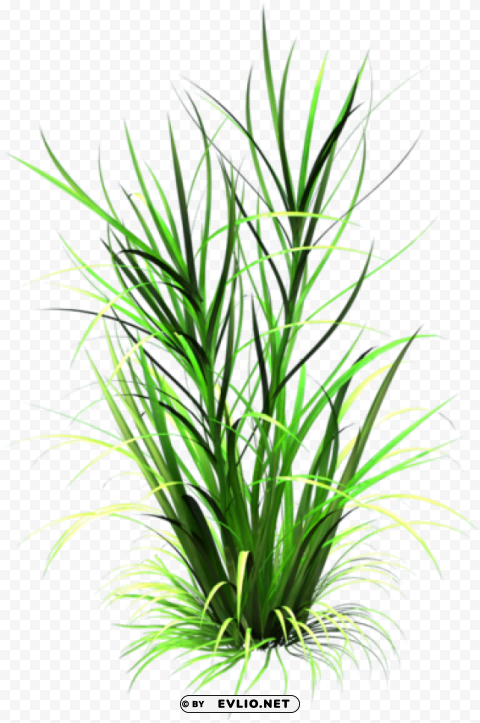 grass leaf texture HighResolution PNG Isolated Artwork