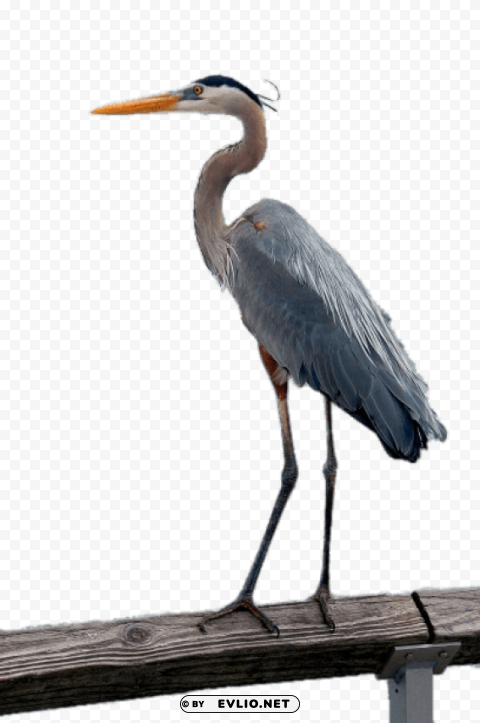 great blue heron PNG Image Isolated on Transparent Backdrop