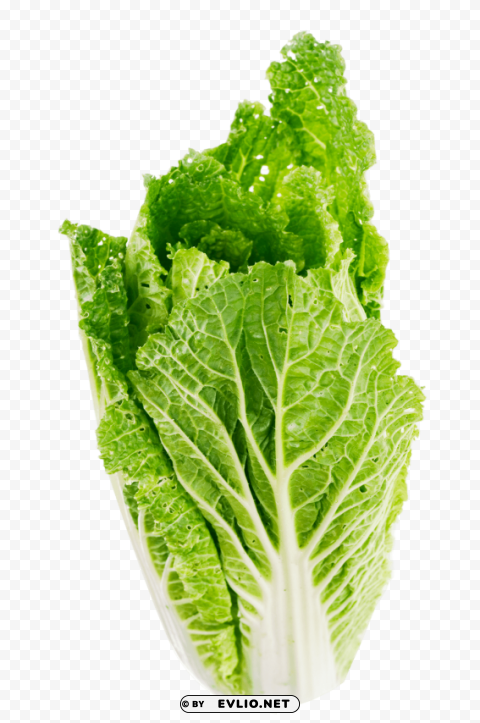 lettuce leaf Transparent design PNG