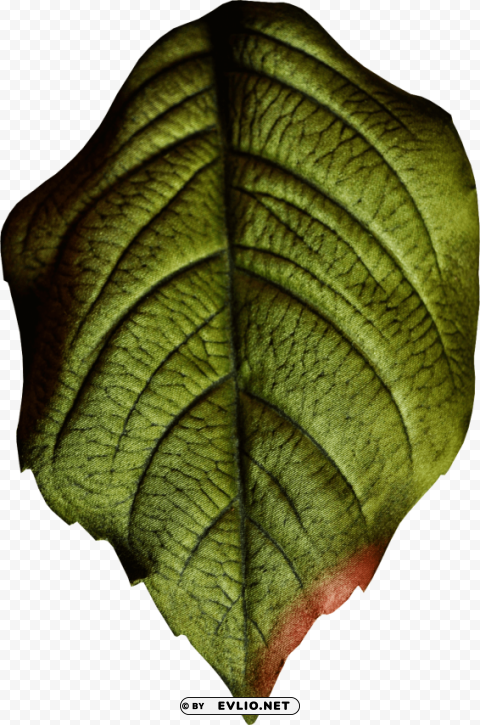 tree leave Clear PNG graphics