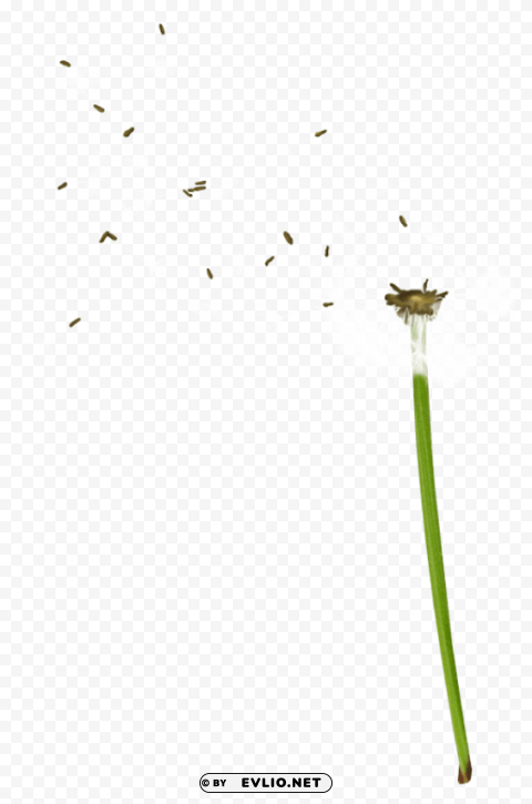 dandelion PNG artwork with transparency