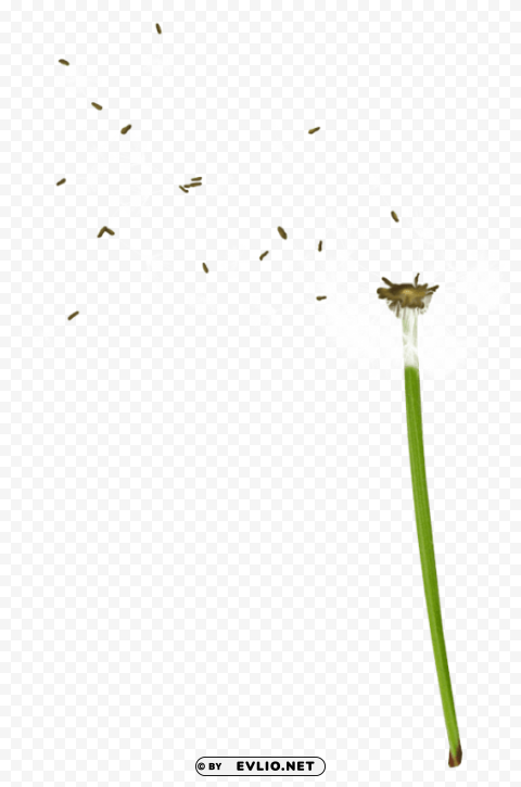 PNG image of dandelion PNG artwork with transparency with a clear background - Image ID 8716b932