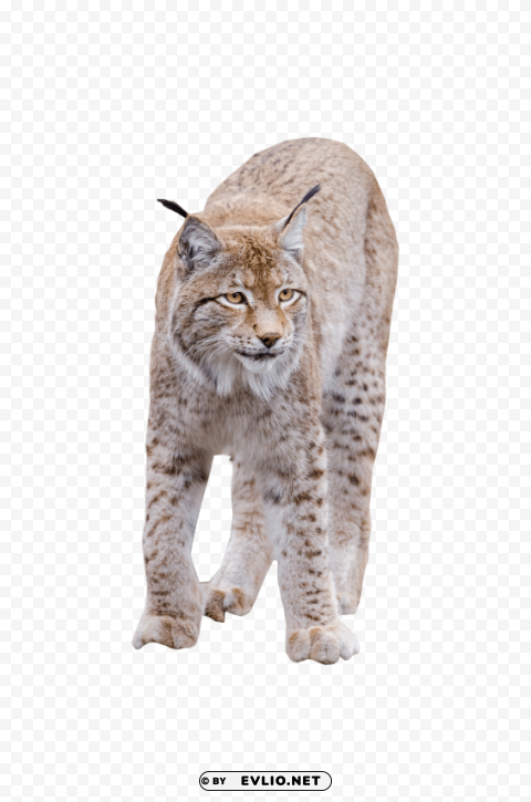 lynx standing Isolated Element in HighResolution Transparent PNG