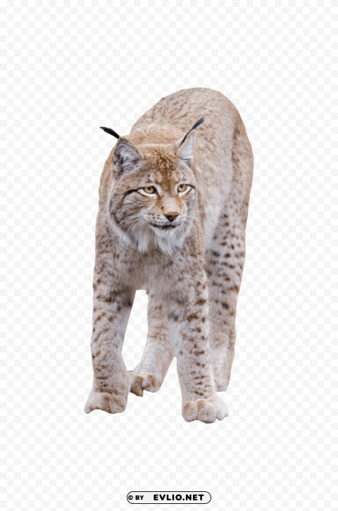 lynx standing Isolated Element in HighResolution Transparent PNG png images background - Image ID f5c29609