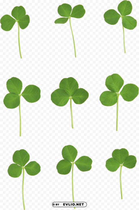 clover PNG Graphic with Transparency Isolation
