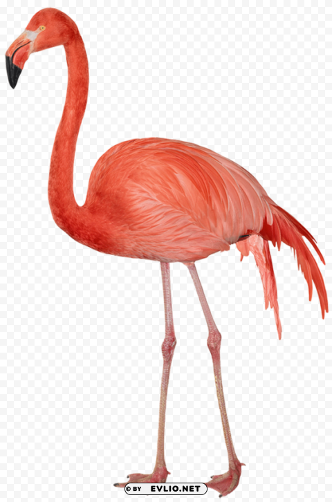 flamingo Free download PNG images with alpha channel