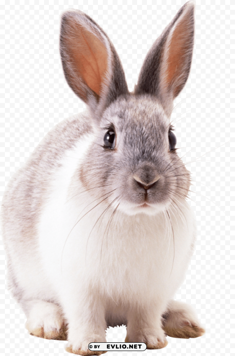 grey rabbit Isolated Subject on HighQuality PNG png images background - Image ID 9a7cc473