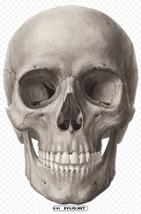 Skull Clean Background Isolated PNG Graphic