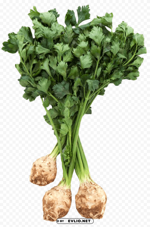 fresh celery root with leaves PNG Image with Isolated Transparency
