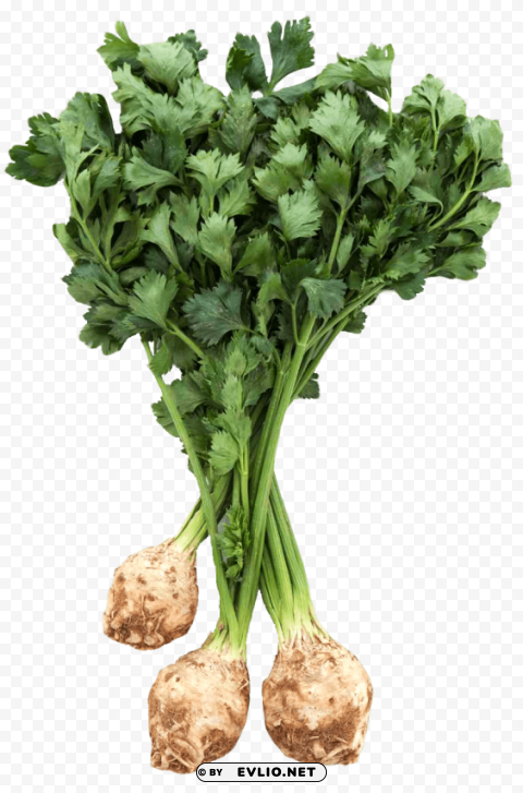 fresh celery root with leaves PNG Image with Isolated Transparency PNG images with transparent backgrounds - Image ID 9ae7e1ad