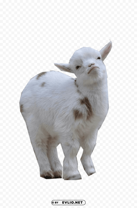 goat s Transparent PNG Image Isolation