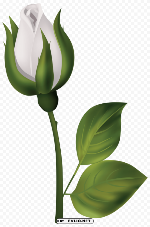 white rose bud PNG transparent photos vast collection
