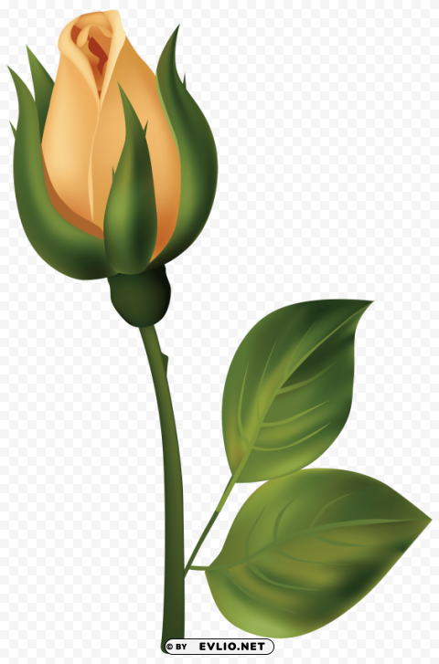 yellow rose bud PNG with alpha channel