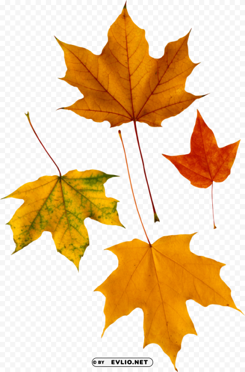 Autumn Leaf Isolated Graphic On HighQuality PNG