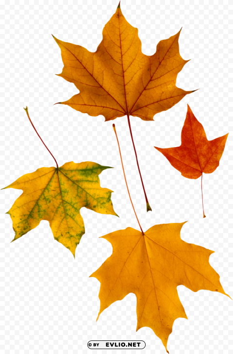 autumn leaf PNG with no background diverse variety