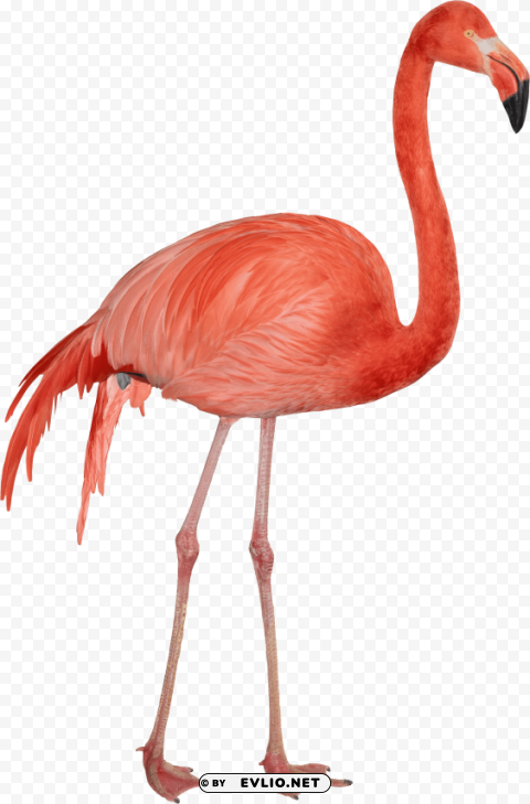 flamingo Clear PNG pictures free