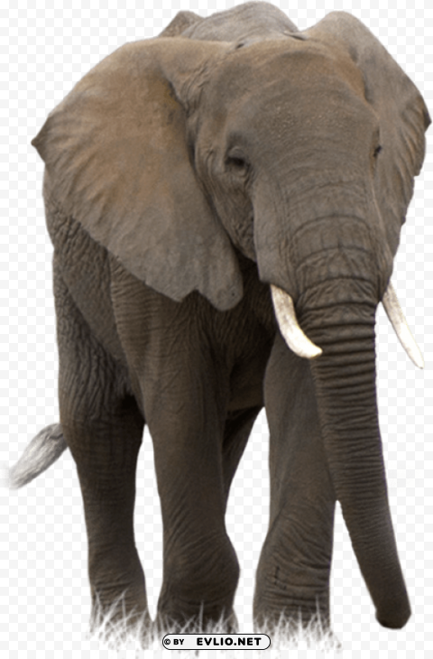 elephant PNG images with no watermark